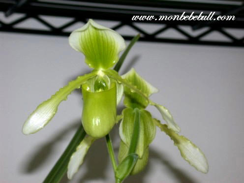 Paph Maudiae 'The Queen'.jpg